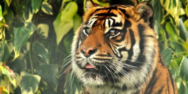 Safari parkı çalışanı kaplan saldırısında öldü