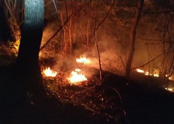 Tunus’taki orman yangınlarında 450 hektarlık alan kül oldu