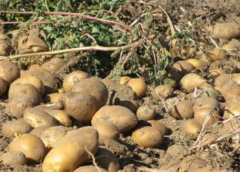 İlkbahar patates beyanlarına itiraz için son gün 1 Eylül