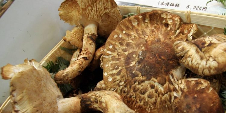 Japonya’da ilk hasat mantarın üç tanesi 7 bin 600 dolara satıldı