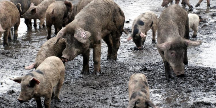 İngiltere’de işçi eksikliği nedeniyle 120 bin domuz itlaf edilebilir