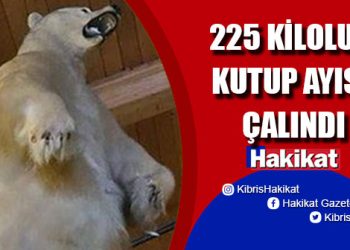 Kanada’da tuhaf soygun: Dondurulmuş kutup ayısı çalındı