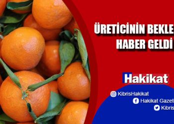Narenciyede ihracat sorunu çözüldü!