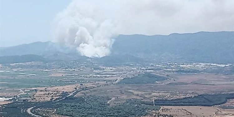 İzmir’de orman yangını – BRTK