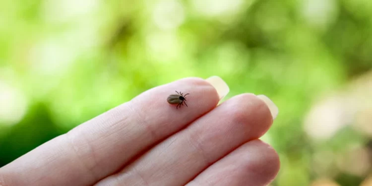 Kene krizi her zamankinden daha büyük bir soruna dönüşebilir