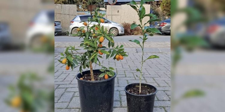 Girne’de turunç ve kamkat fidanları başvuru yapan vatandaşlara dağıtılacak