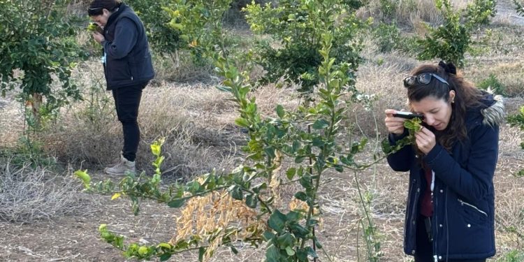 Tarım Bakanlığı zararlıya karşı biyolojik mücadelesini sürdürüyor